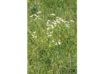Gewöhnliches Feinstrahl-Berufskraut (Erigeron annuus) - © Emanuel Trummer